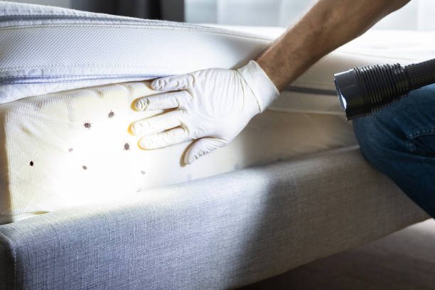 Best Mosquito Control Services  in Ramtown, NJ